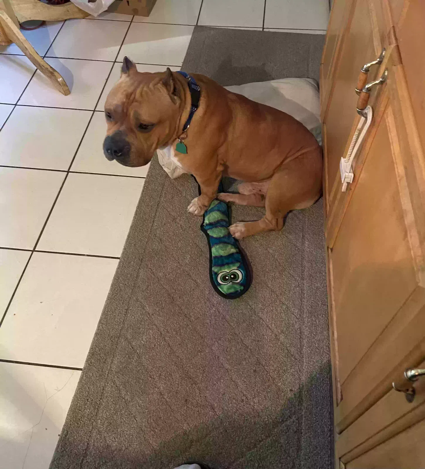 Lost dog in Los Angeles, CA, 90042