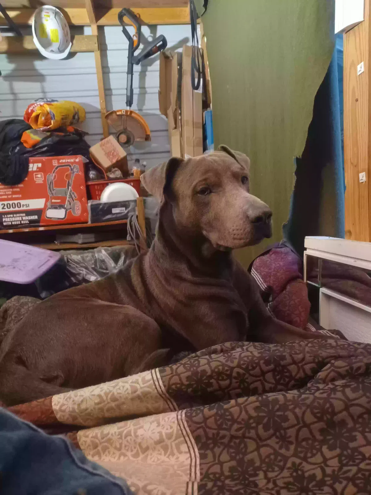 Lost dog in San Antonio, TX, 78238