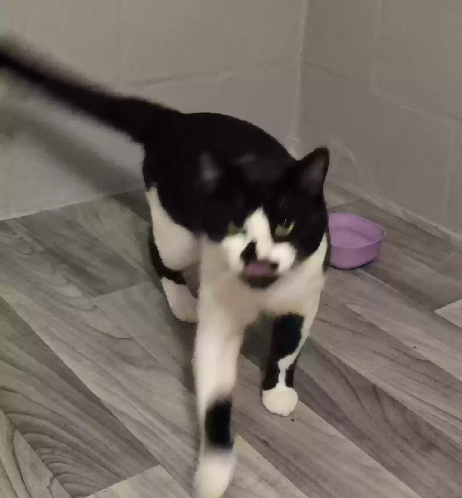 Lost cat in Beverly Hills, FL, 34465