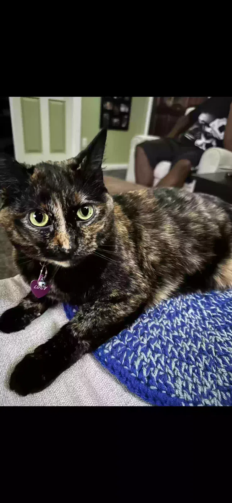 Lost cat in Bakersfield, CA, 93313