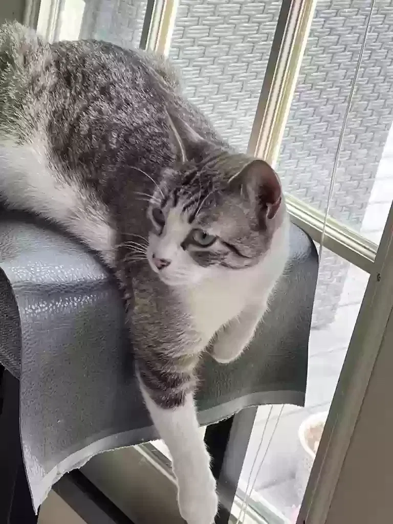 Lost cat in San Antonio, TX, 78216