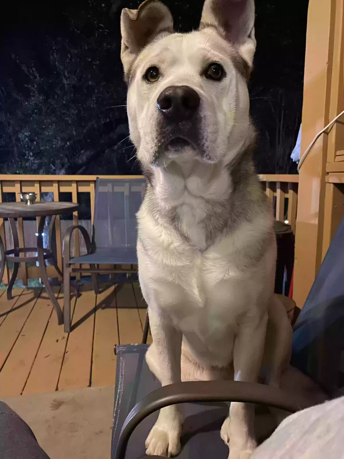 Found dog in San Antonio, TX, 78253