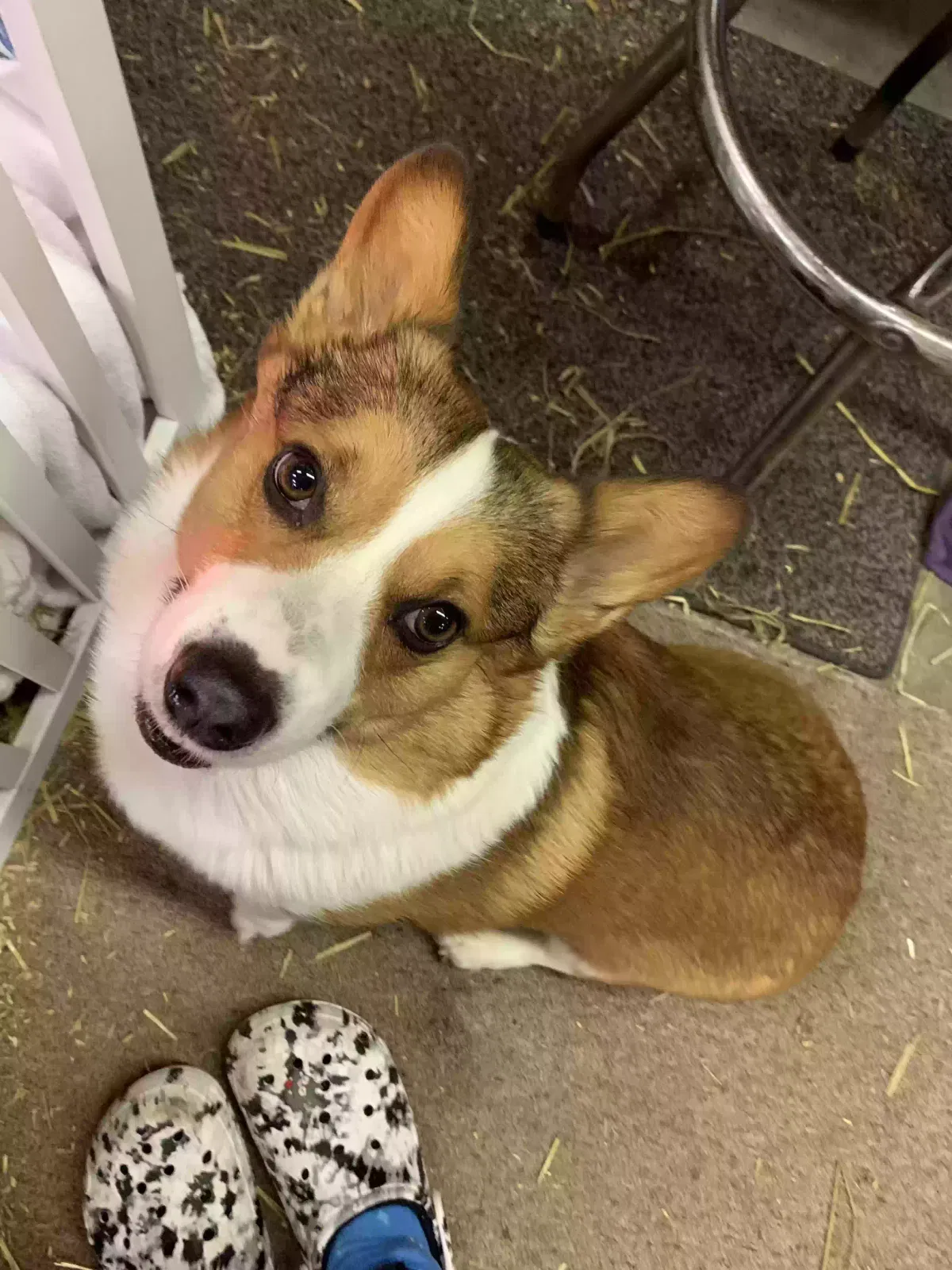 Lost dog in Andover, MN, 55304