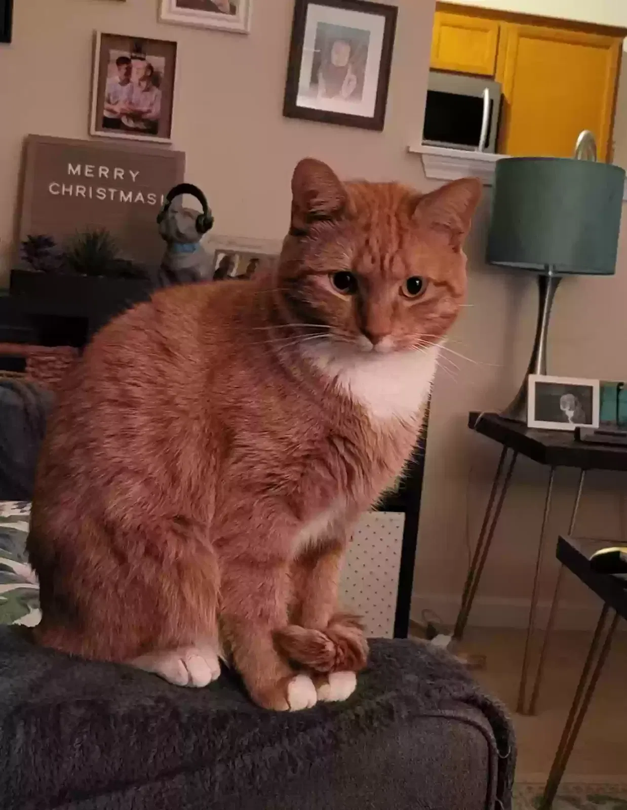 Lost cat in Garner, NC, 27529