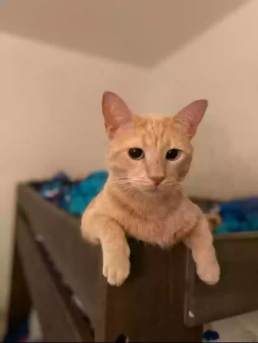 Lost cat in Gilbert, AZ, 85295