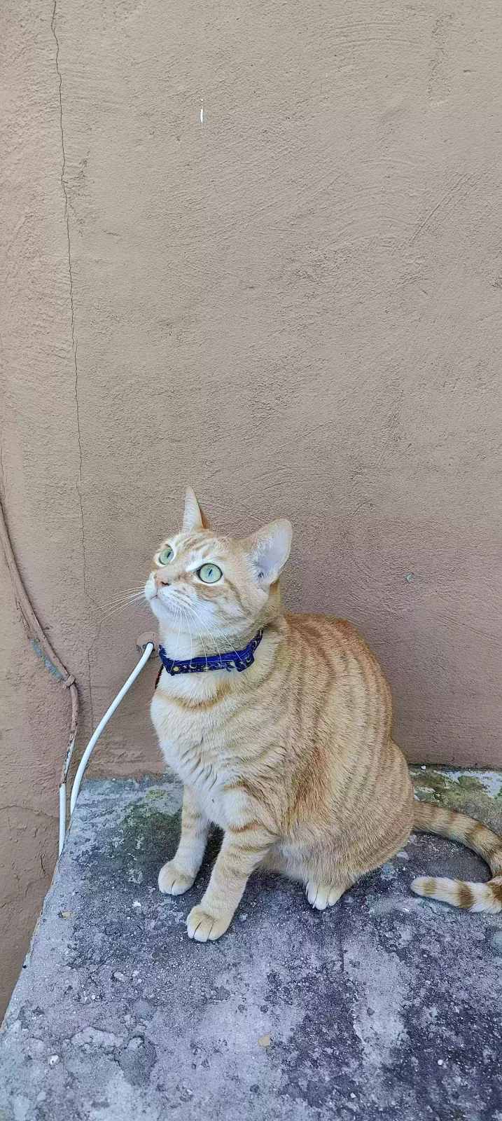 Lost cat in Miami, FL, 33142