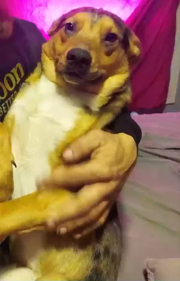 Lost dog in Leavenworth, KS, 66048