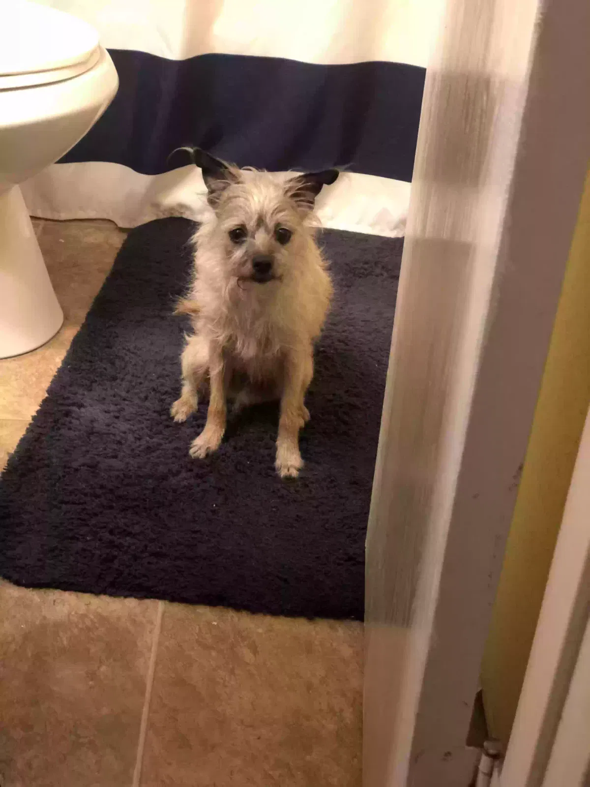 Lost dog in Fort Worth, TX, 76108