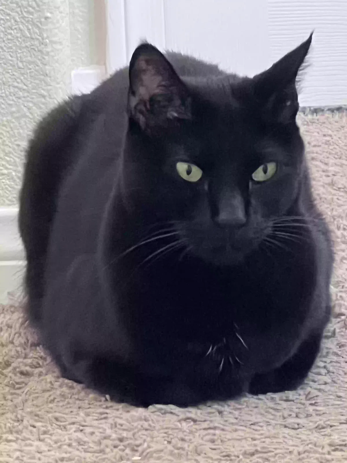 Lost cat in Oxnard, CA, 93036
