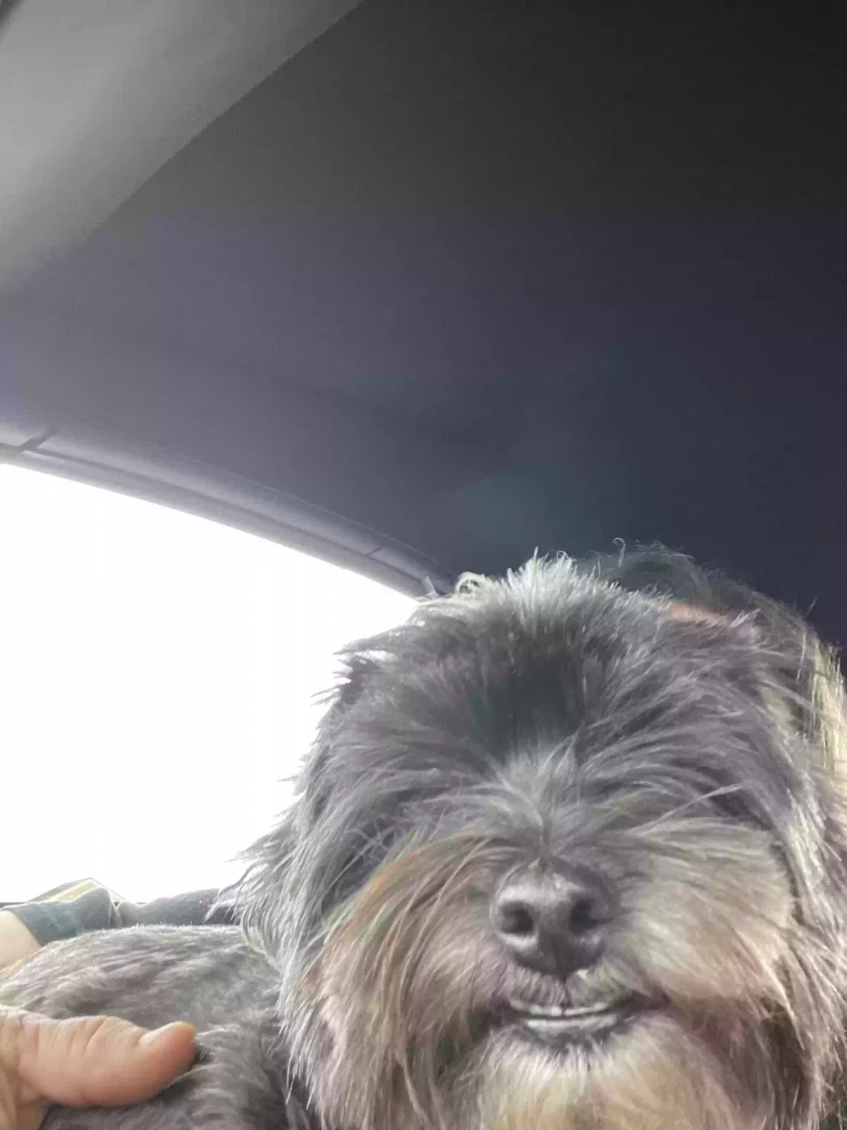 Found dog in Arrington, TN, 37014