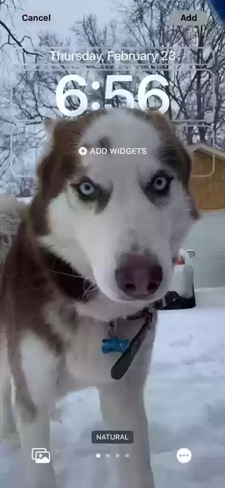 Lost dog in Memphis, TN, 38117