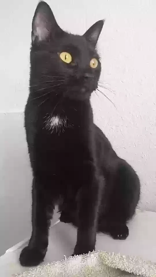 Lost cat in Spokane, WA, 99201