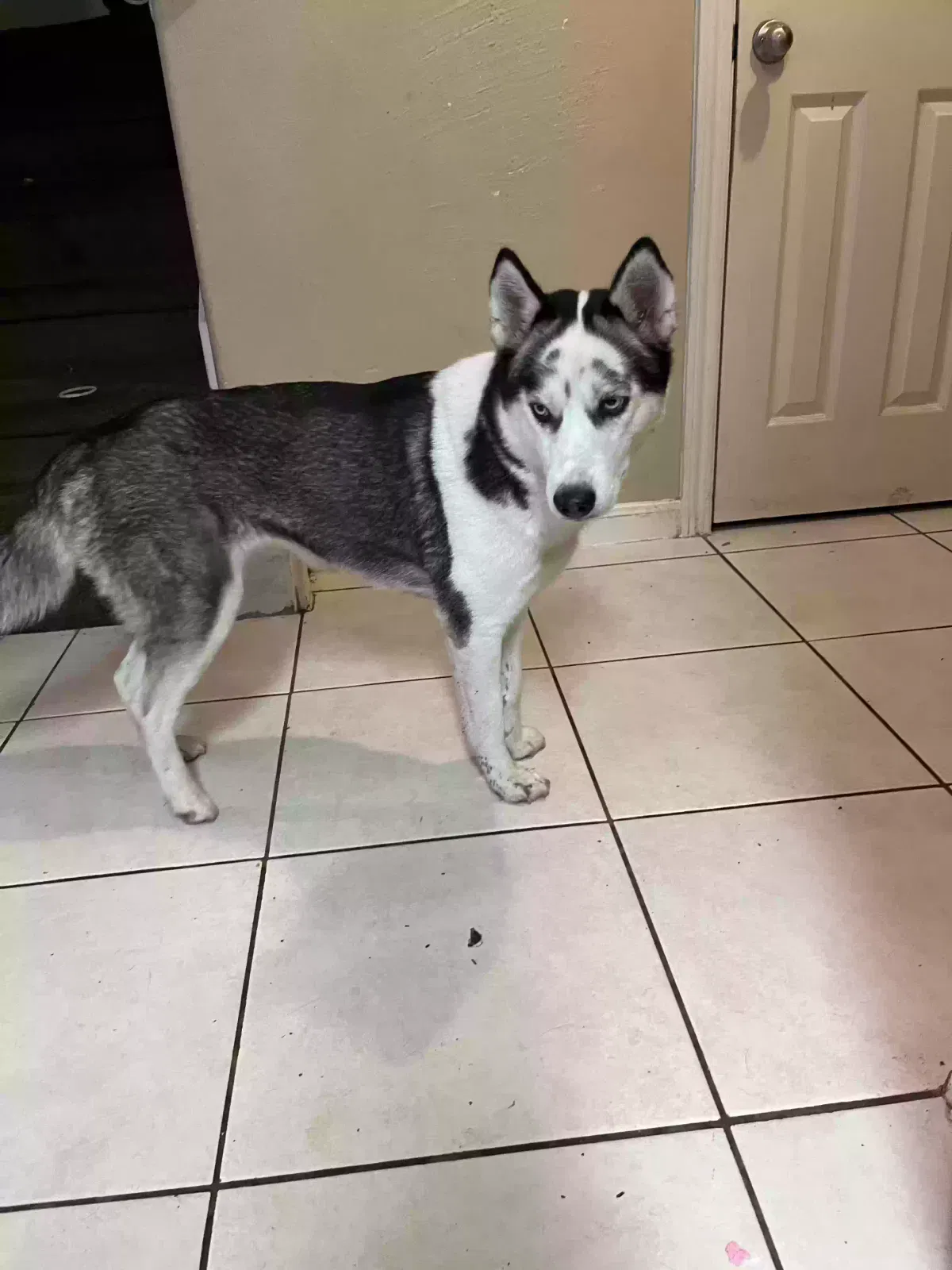 Lost dog in Houston, TX, 77045