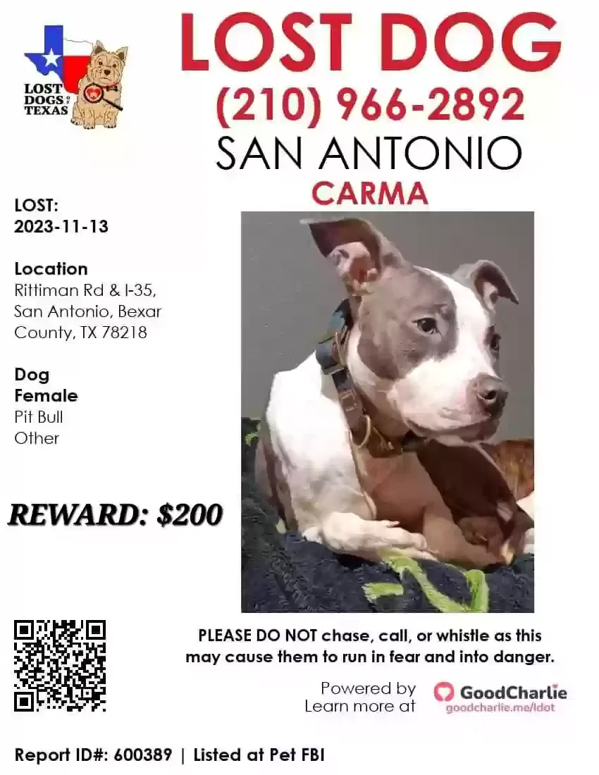 Lost dog in San Antonio, TX, 78218