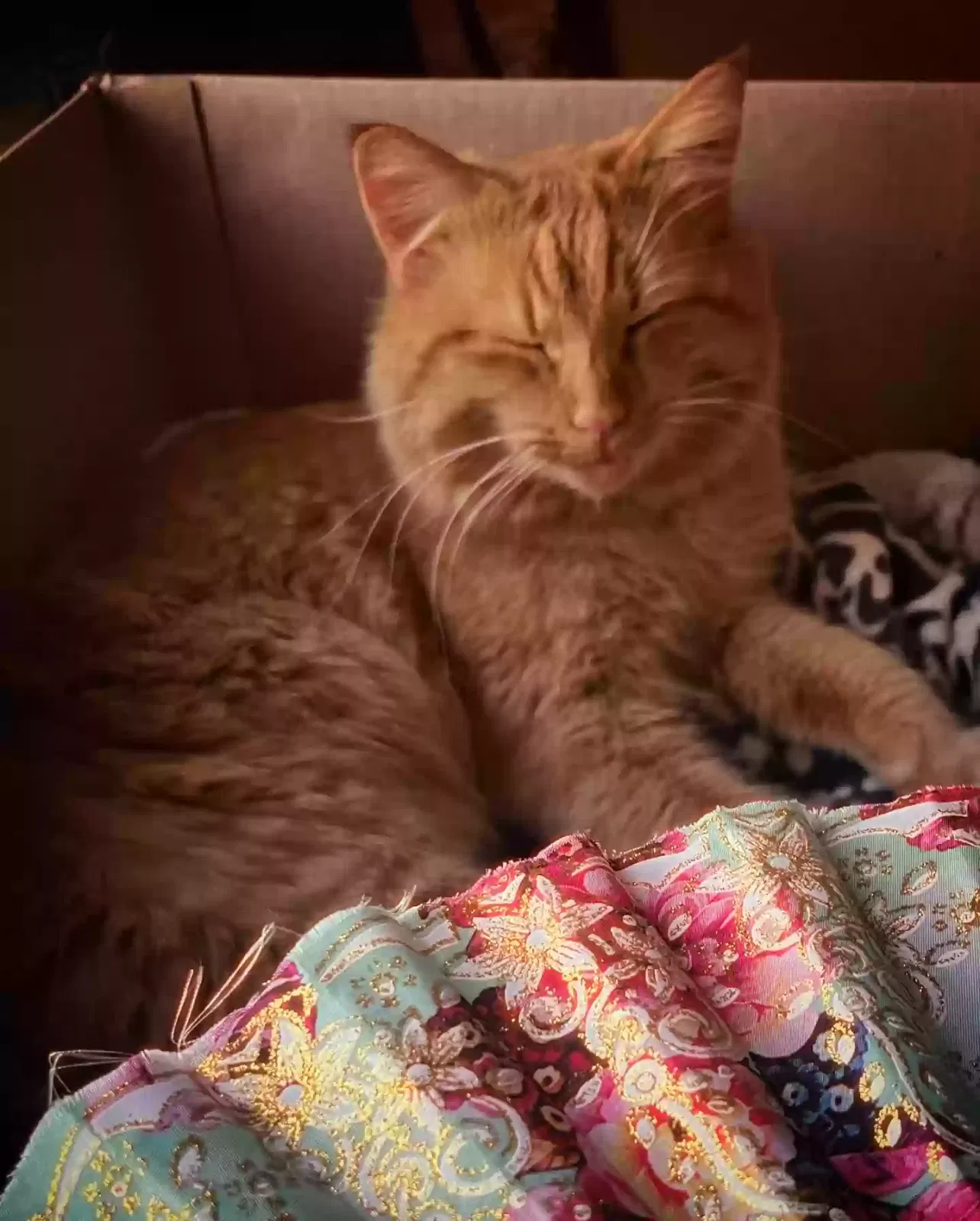 Lost cat in Isanti, MN, 55040