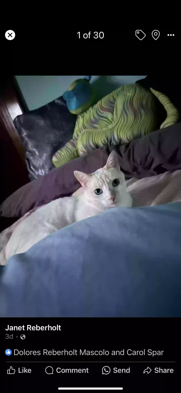 Lost cat in Highland Falls, NY, 10928
