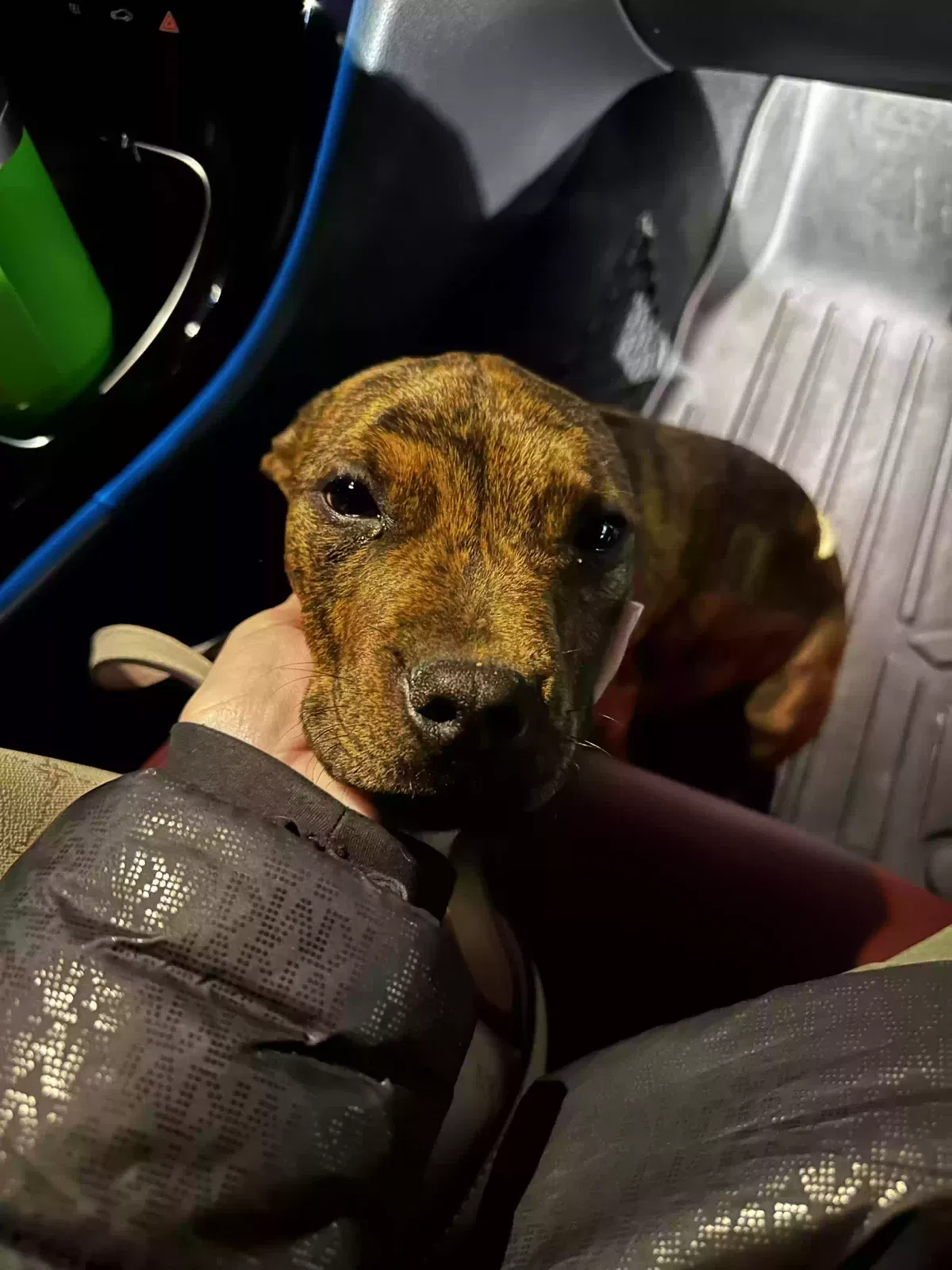 Found dog in Shreveport, LA, 71101
