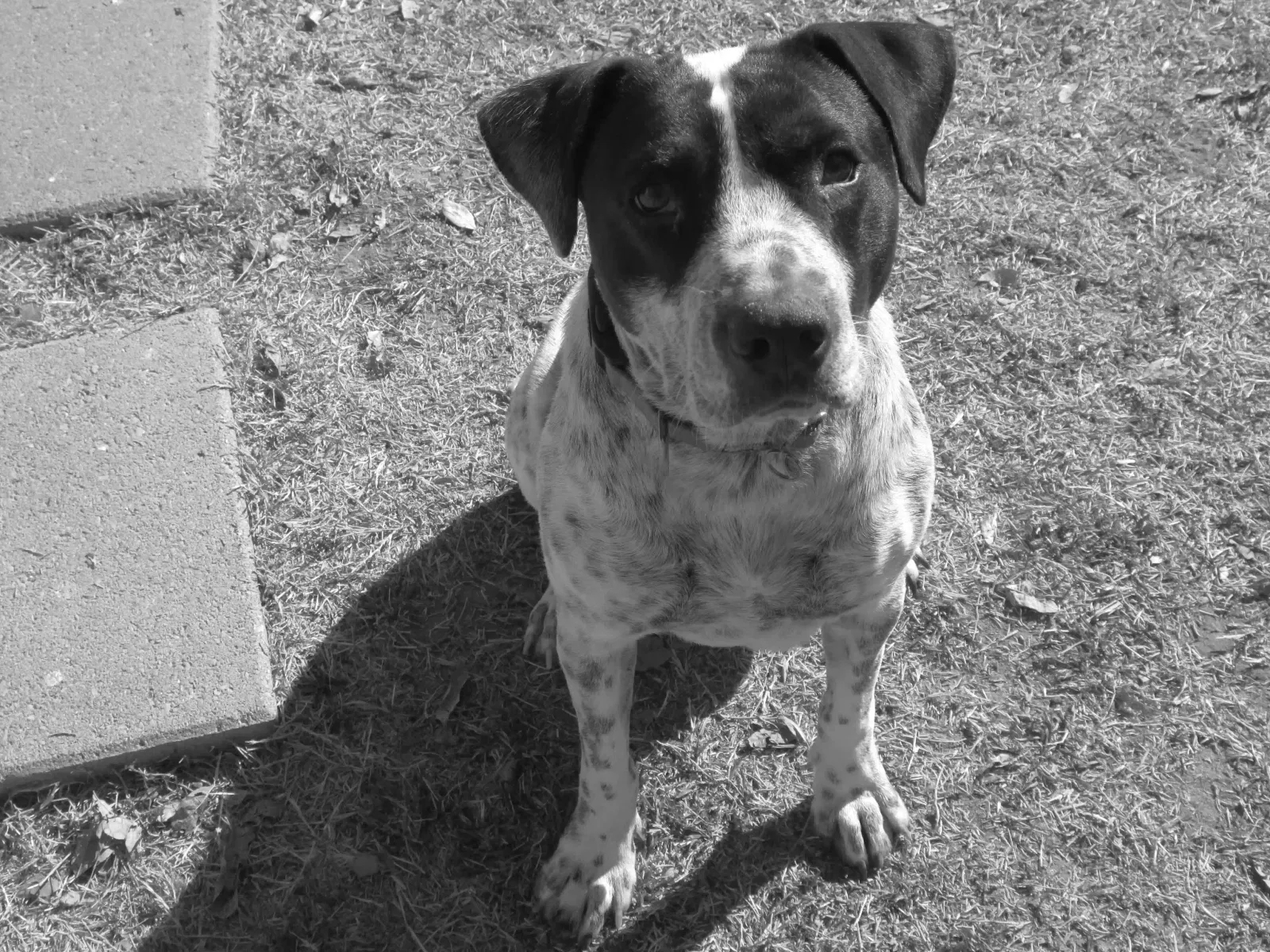 Found dog in Odessa, TX, 79763