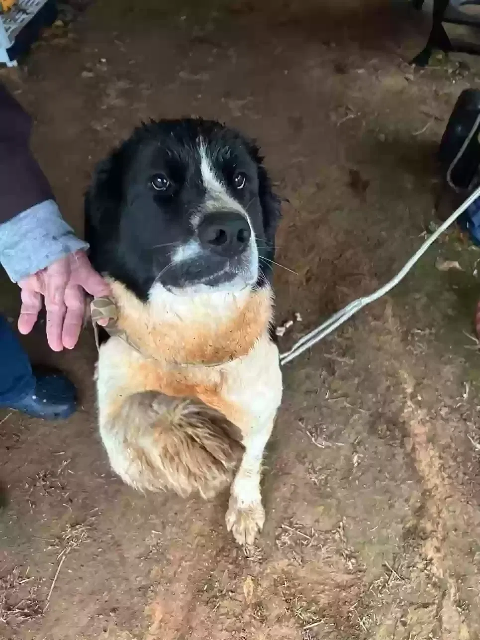 Found dog in Gray Court, SC, 29645