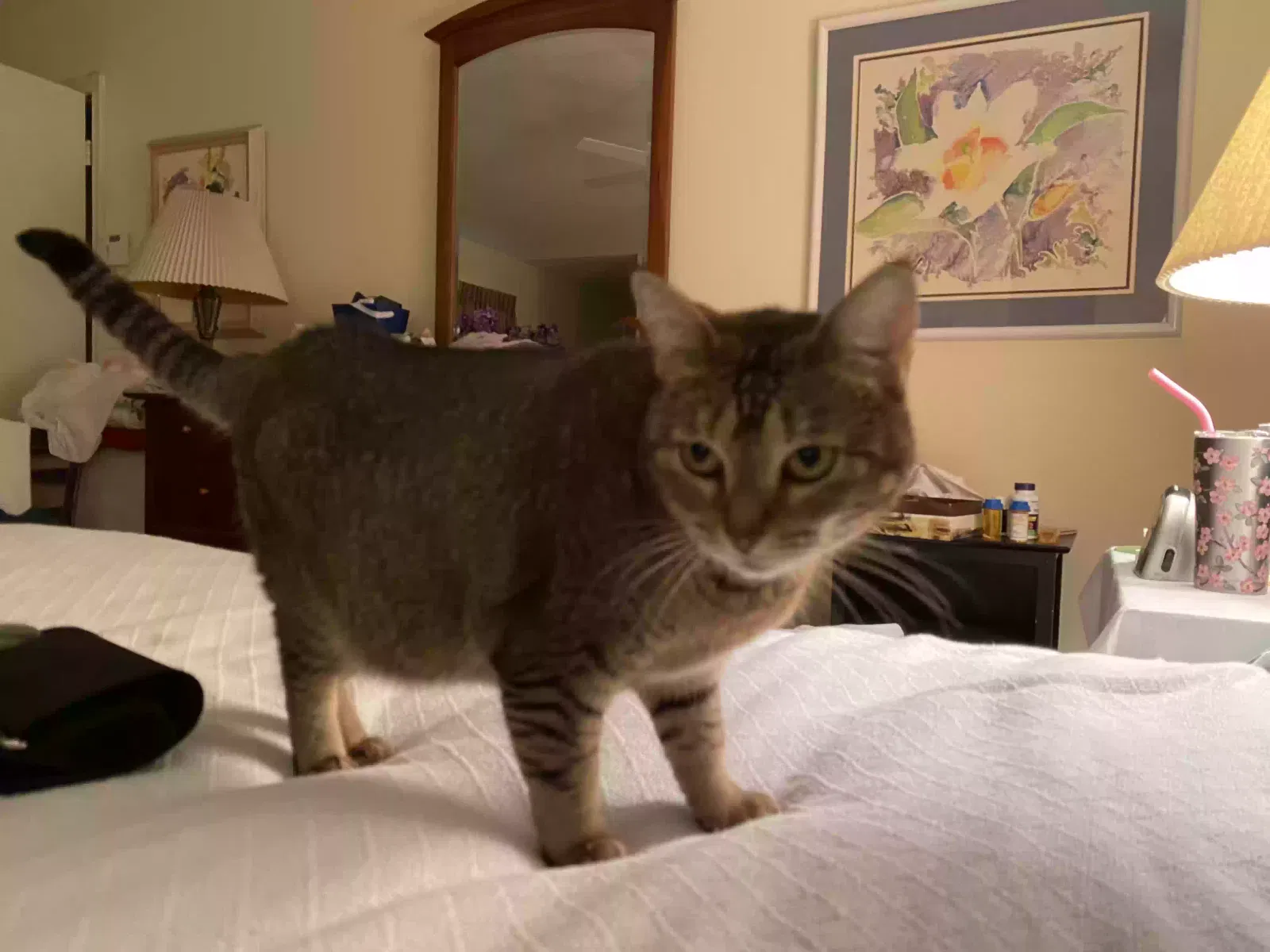 Lost cat in Pompano Beach, FL, 33067