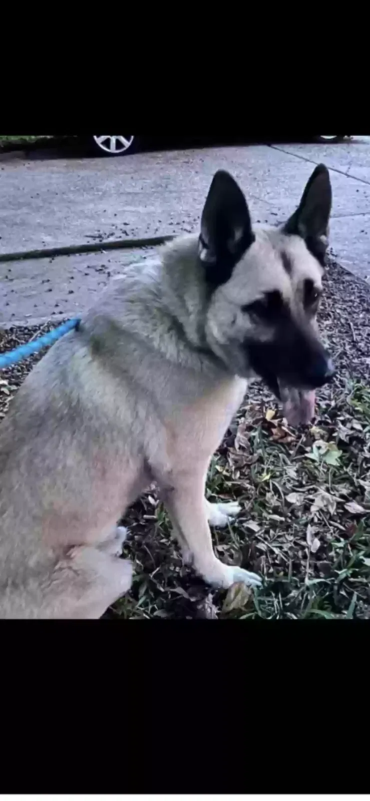 Found dog in Spring, TX, 77386