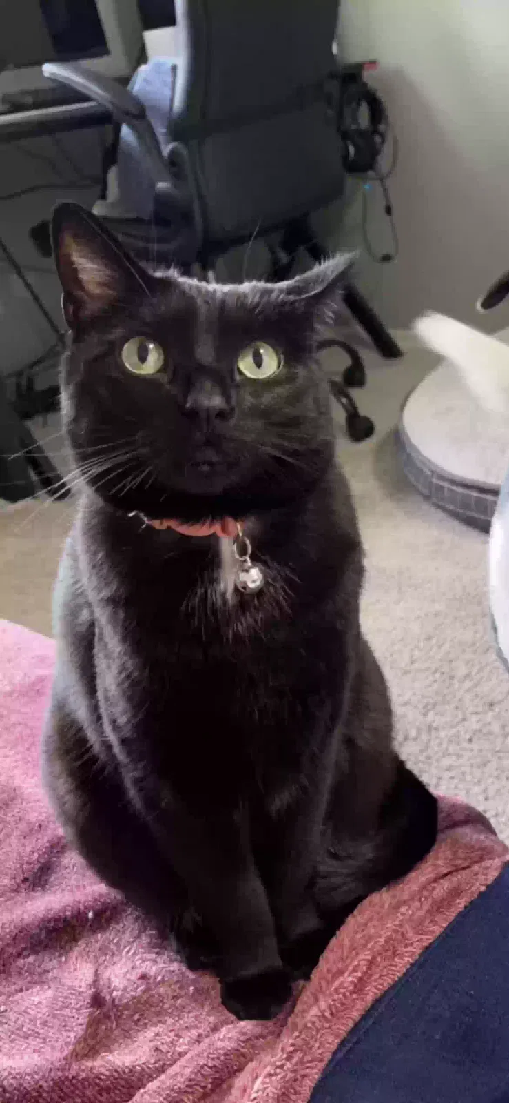 Lost cat in Lakewood, WA, 98498