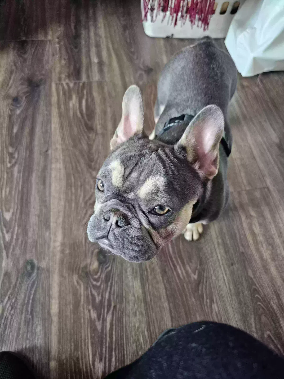 Lost dog in Los Angeles, CA, 90002