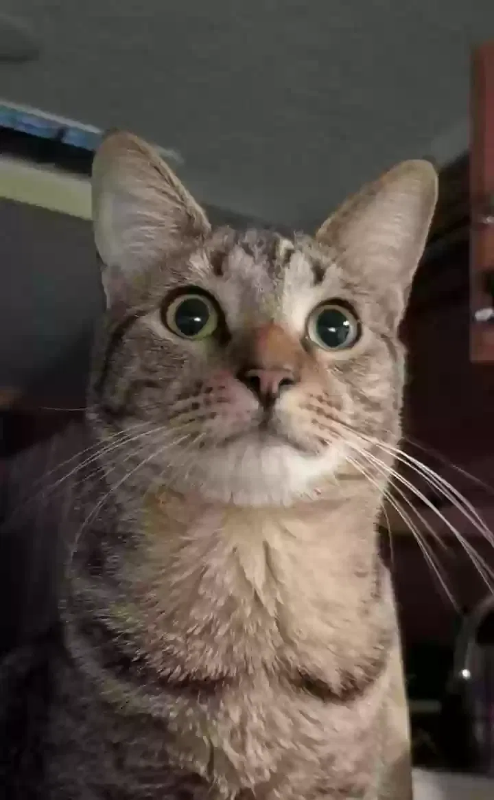 Lost cat in Fort Lauderdale, FL, 33315