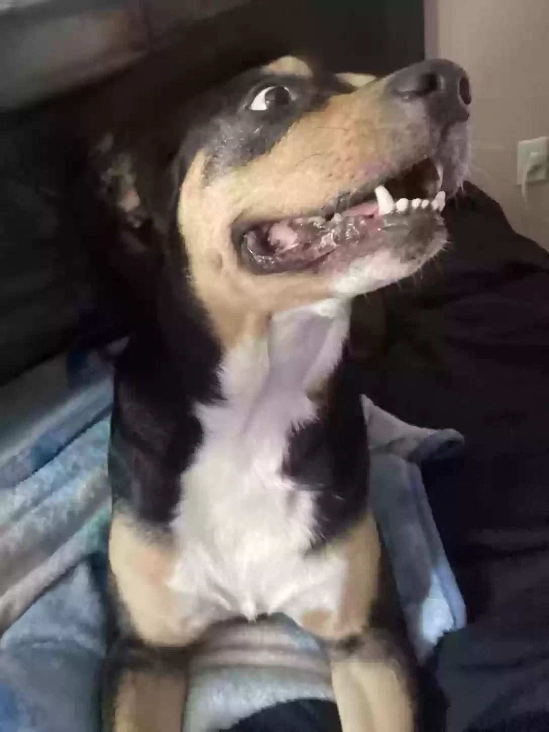 Lost dog in Spring Hill, FL, 34606