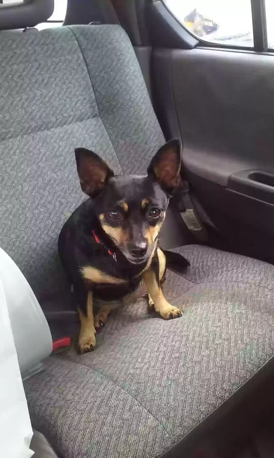 Lost dog in Zephyrhills, FL, 33542