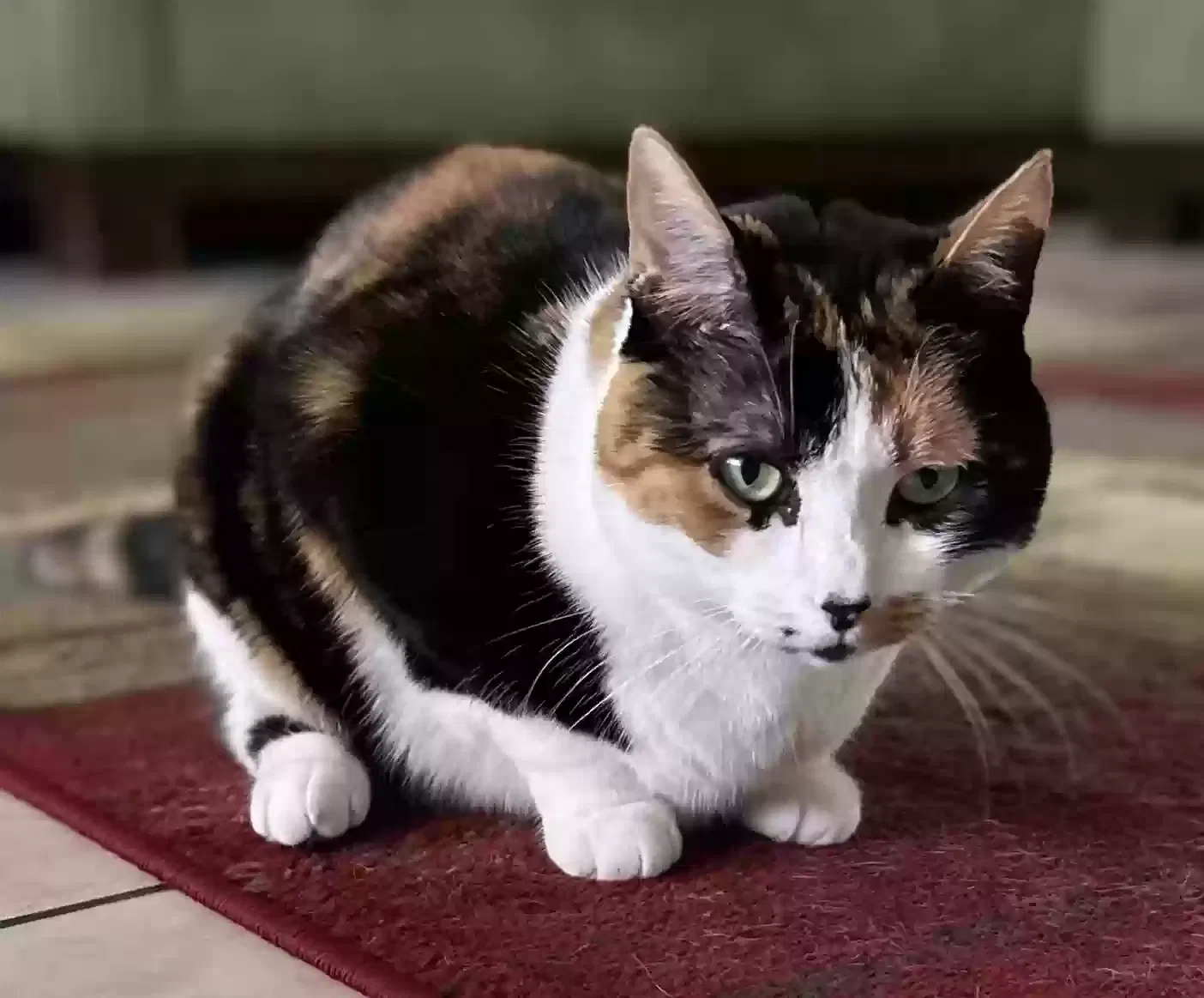 Lost cat in Hollywood, FL, 33020