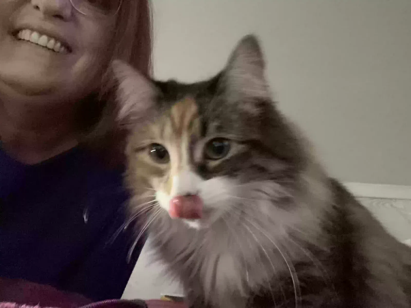 Lost cat in Henderson, NV, 89052