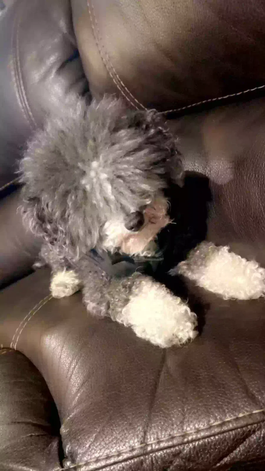 Lost dog in Albuquerque, NM, 87121