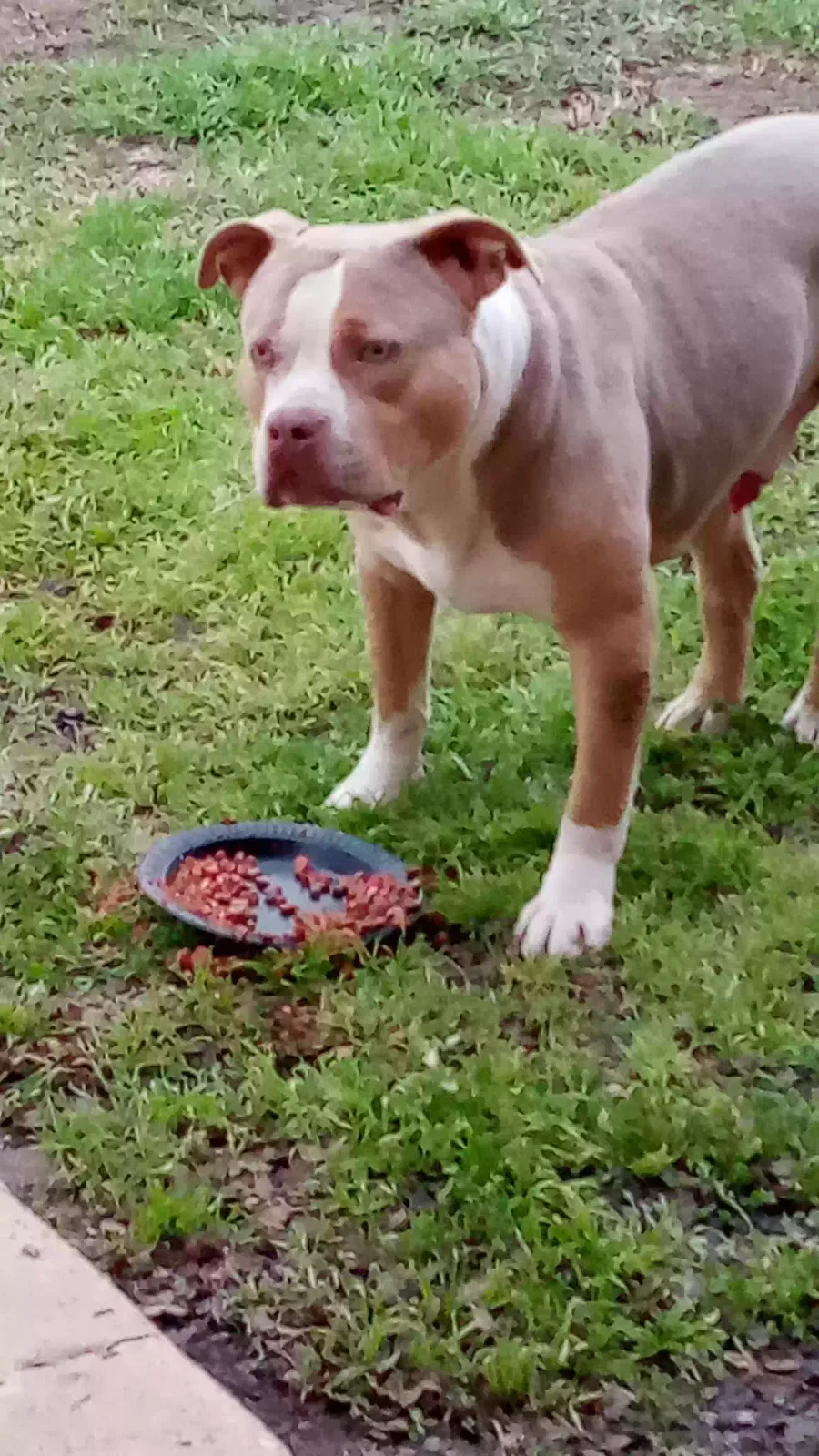 Found dog in San Antonio, TX, 78207