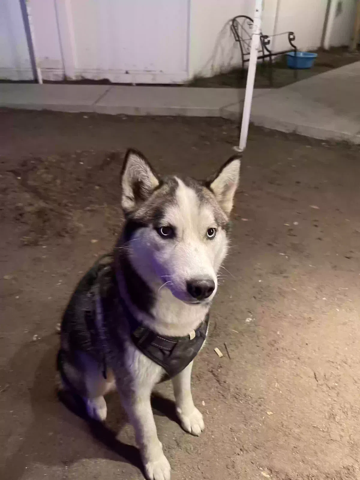 Lost dog in San Bernardino, CA, 92411