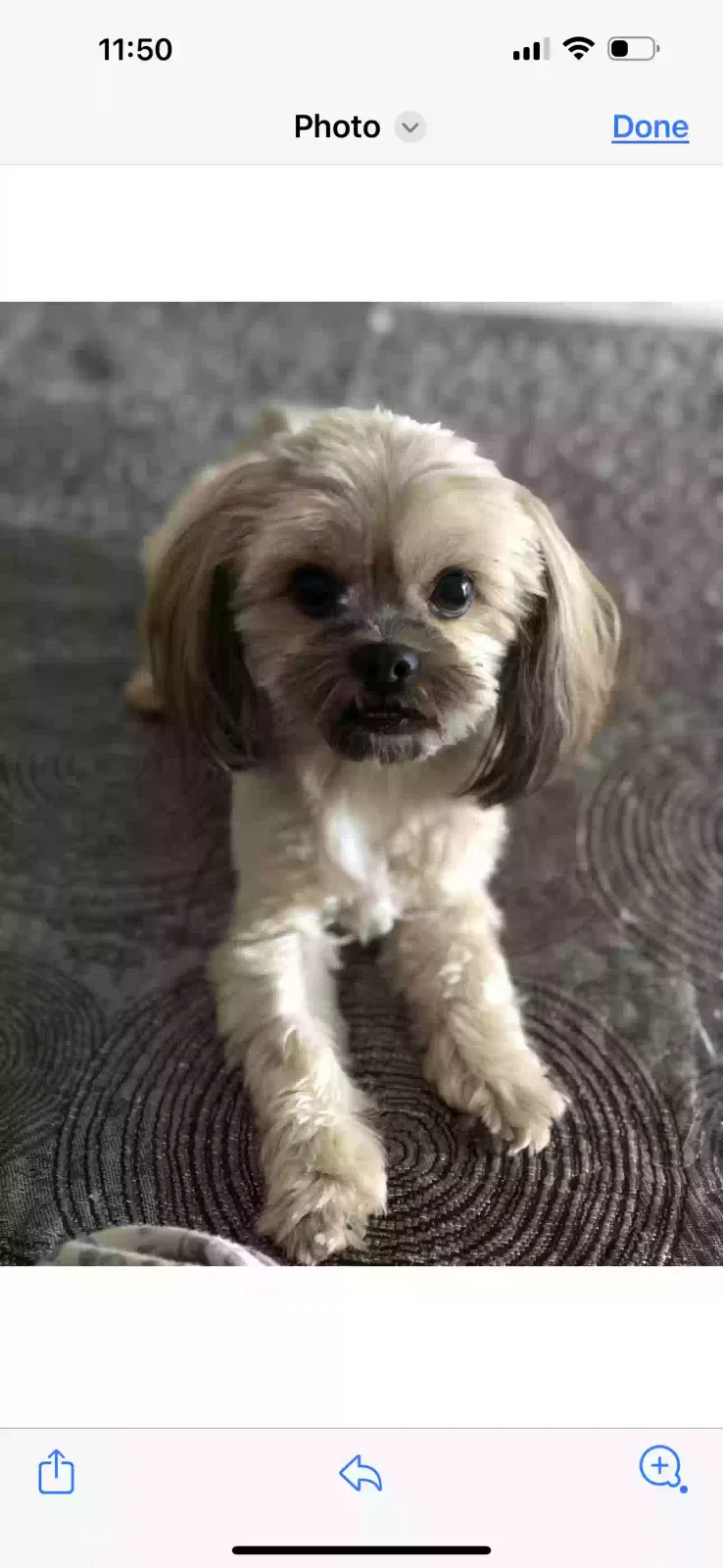 Lost dog in Van Nuys, CA, 91405