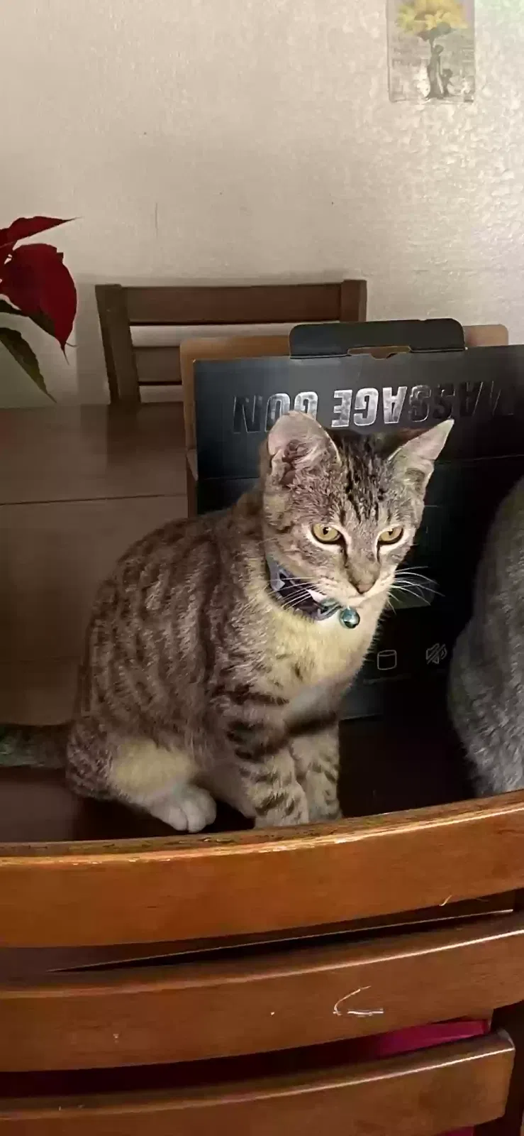 Lost cat in Mesa, AZ, 85204