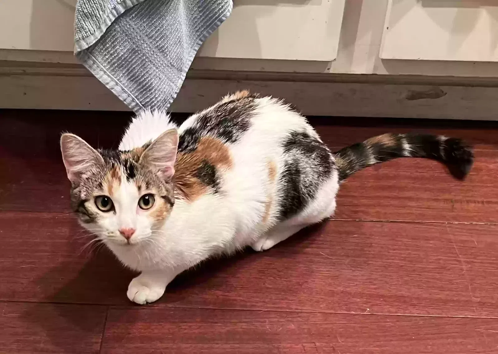 Lost cat in Benicia, CA, 94510