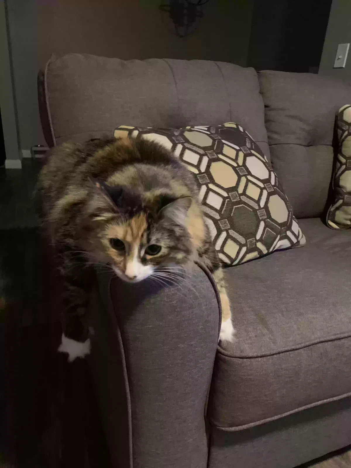 Lost cat in Henderson, NV, 89052