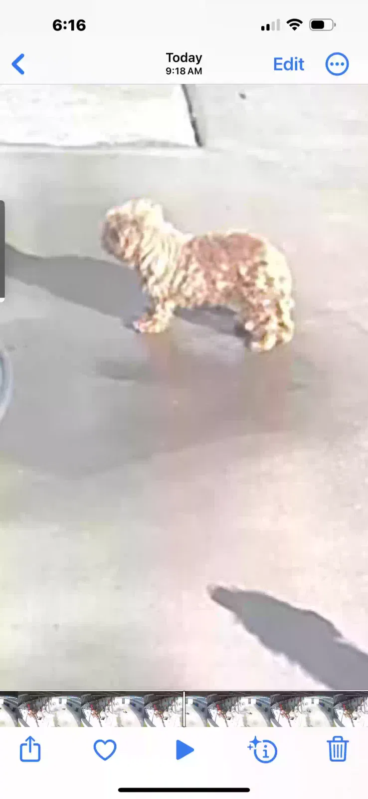 Lost dog in Rialto, CA, 92376