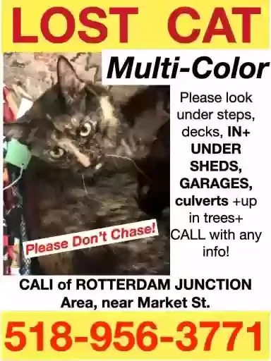 Lost cat in Rotterdam Junction, NY, 12150
