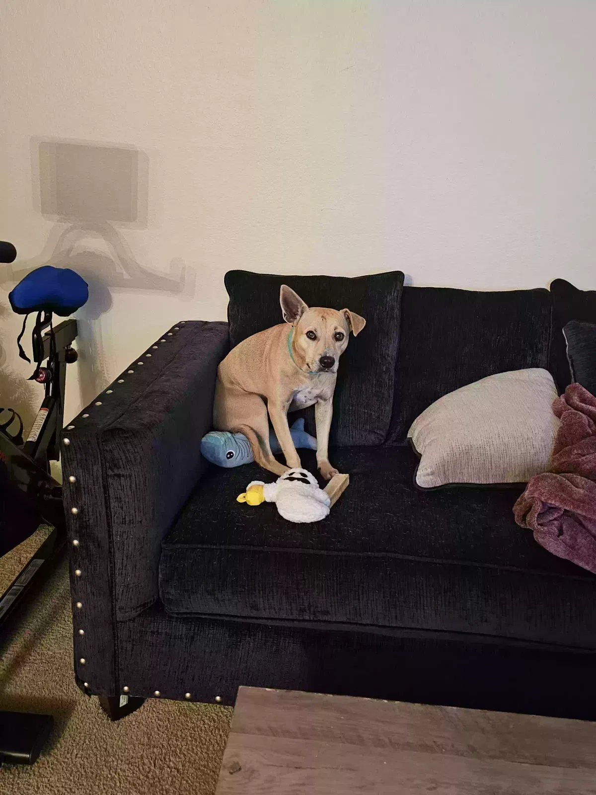 Lost dog in Baton Rouge, LA, 70808