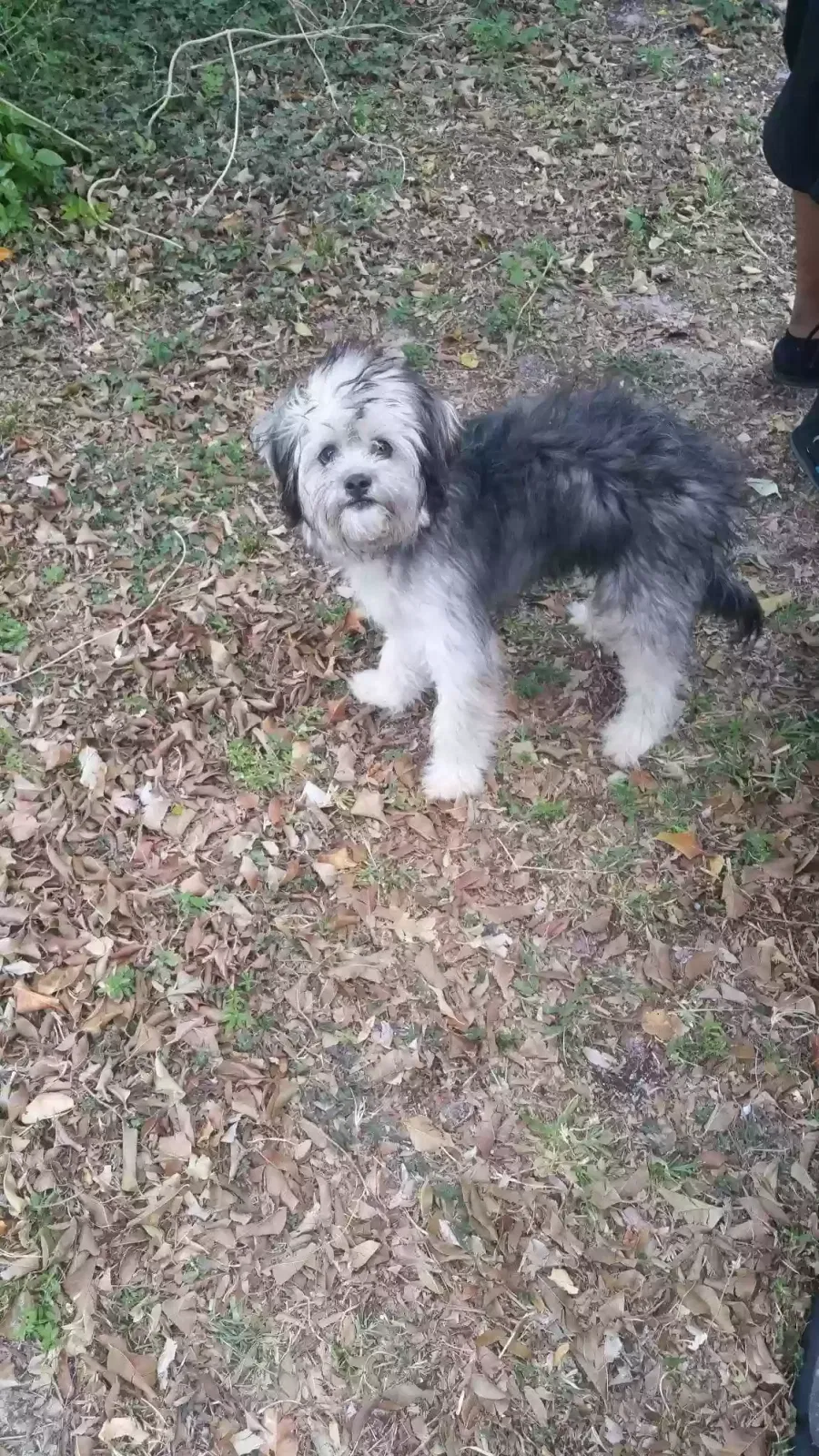Lost dog in Fort Lauderdale, FL, 33311