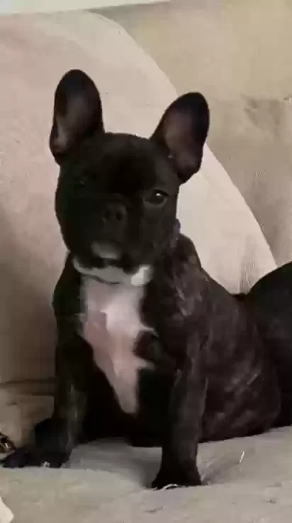 Lost dog in Upland, CA, 91786