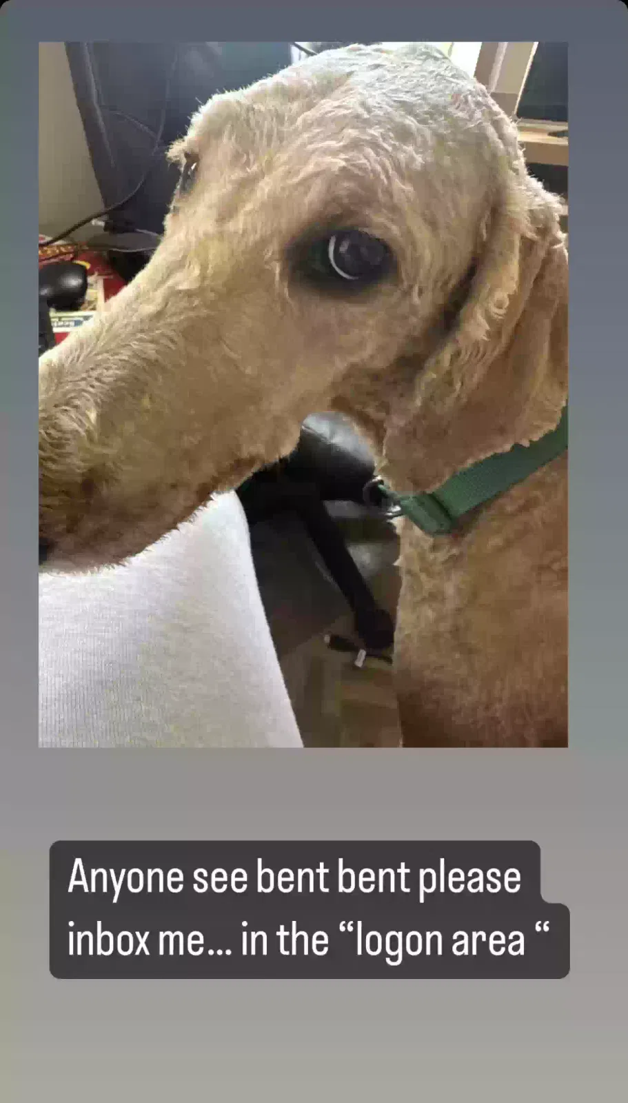 Lost dog in Philadelphia, PA, 19141