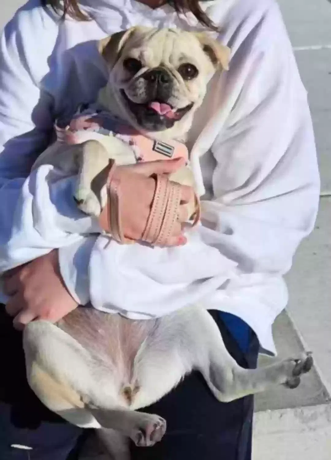 Lost dog in Las Vegas, NV, 89156
