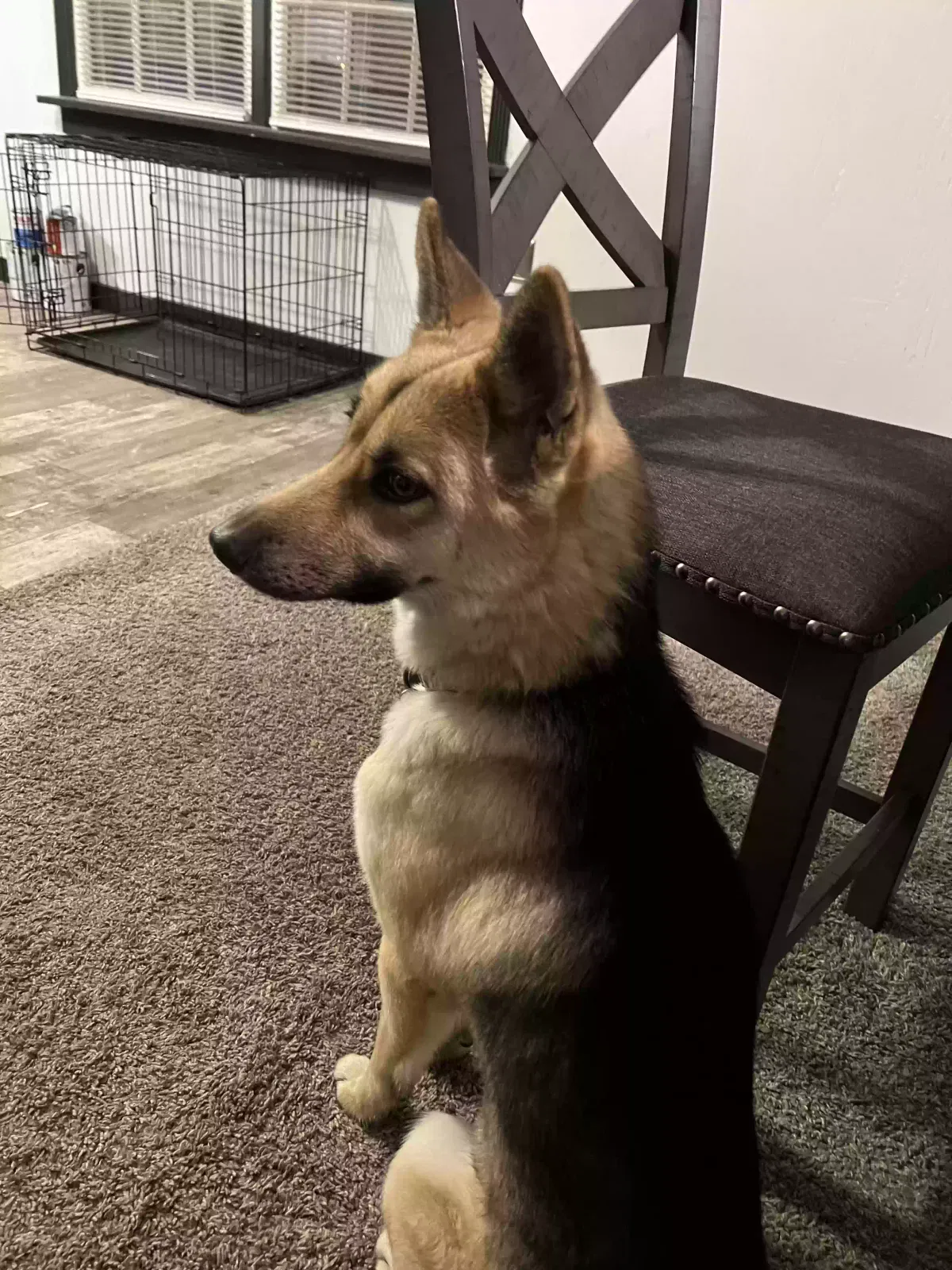 Lost dog in Millington, TN, 38053
