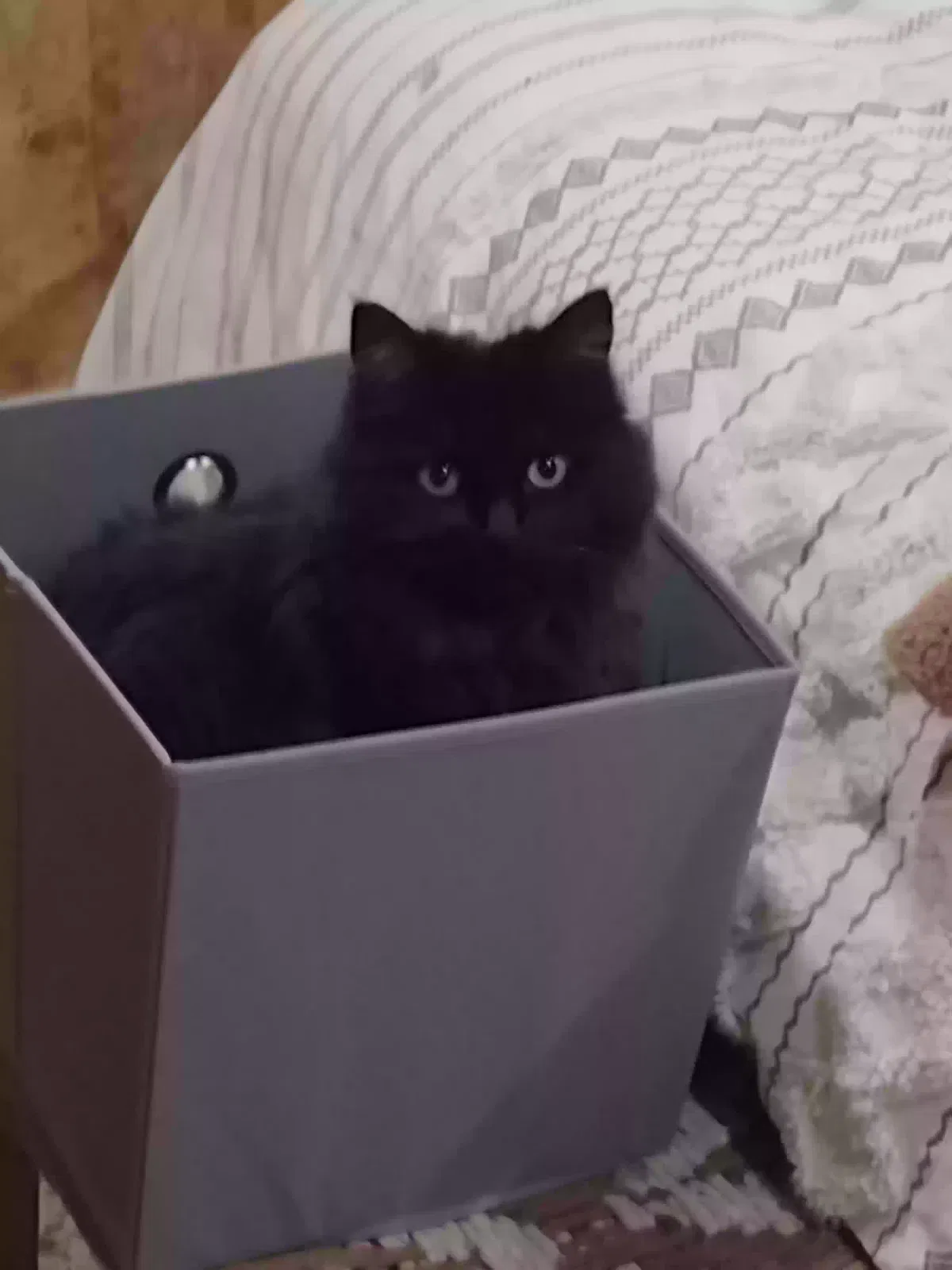 Lost cat in Northridge, CA, 91325