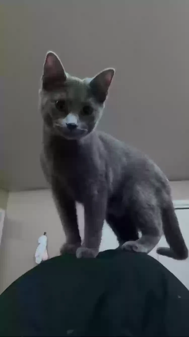 Lost cat in Bloomington, IN, 47408