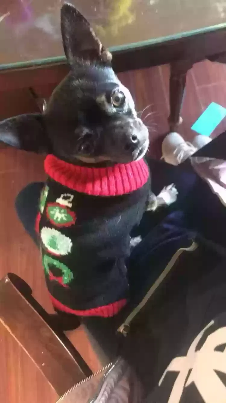 Lost dog in Apple Valley, CA, 92307